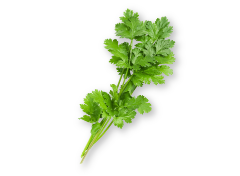 イメージ:パクチー