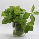 mint50g